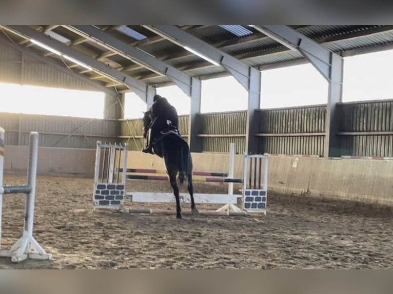 Koń westfalski Wałach 6 lat 178 cm Skarogniada in Windhagen