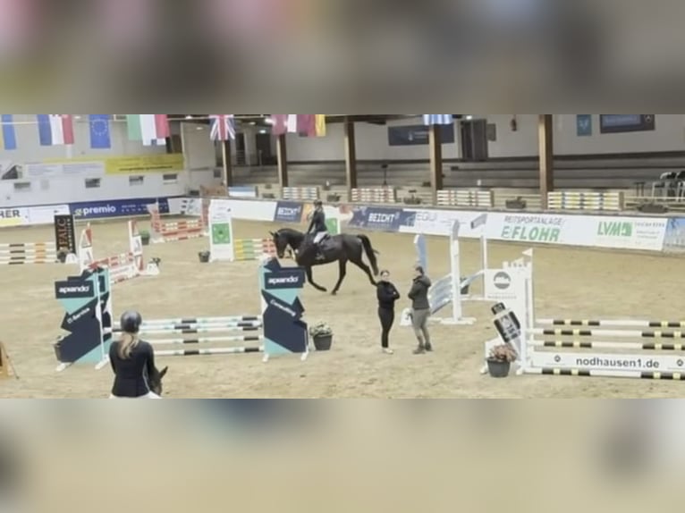 Koń westfalski Wałach 6 lat 178 cm Skarogniada in Windhagen