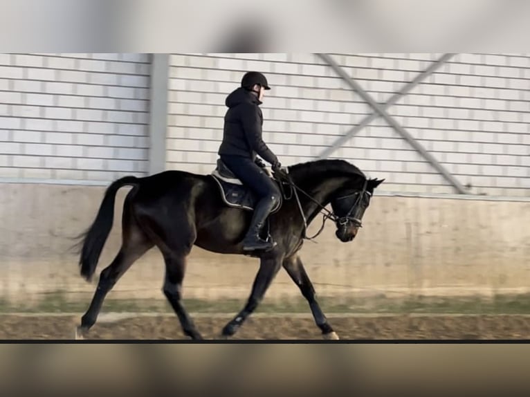 Koń westfalski Wałach 6 lat 178 cm Skarogniada in Windhagen