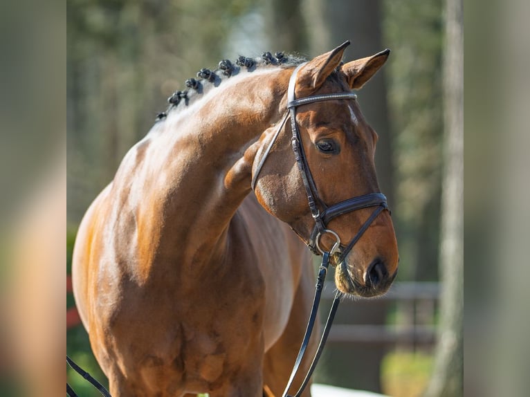 Koń westfalski Wałach 6 lat 180 cm Gniada in Münster-Handorf
