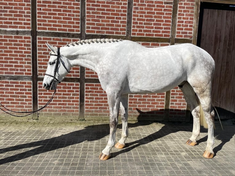 Koń westfalski Wałach 6 lat 180 cm Siwa in Nordkirchen