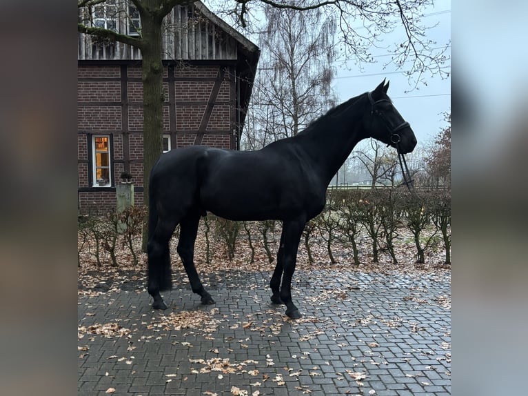 Koń westfalski Wałach 6 lat 183 cm Kara in Haltern am See