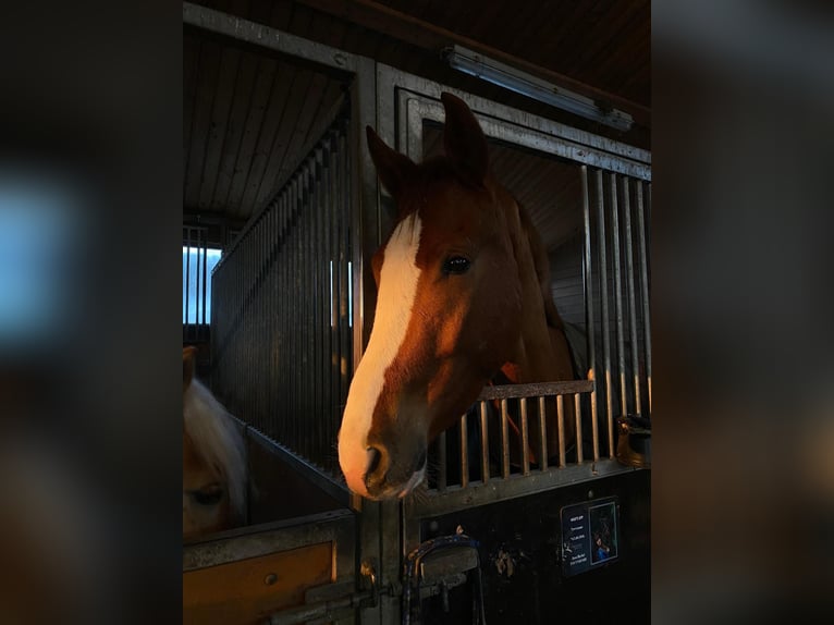 Koń westfalski Wałach 6 lat 183 cm Kasztanowata in Leipzig