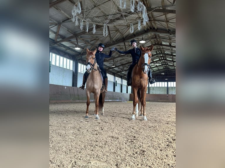 Koń westfalski Wałach 6 lat 183 cm Kasztanowata in Leipzig