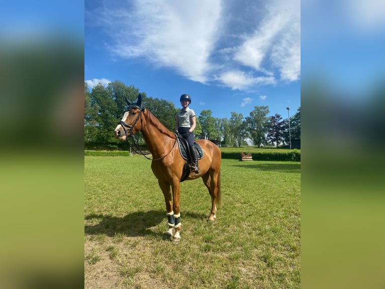 Koń westfalski Wałach 6 lat 183 cm Kasztanowata in Leipzig