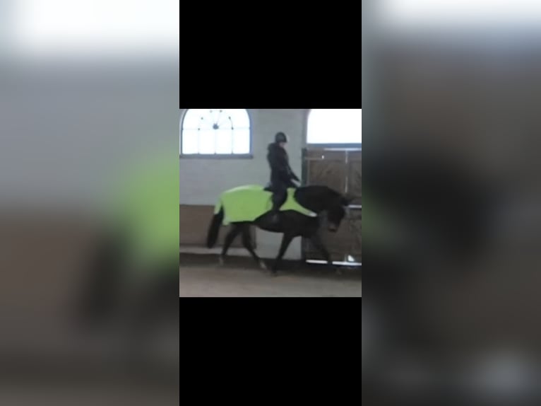 Koń westfalski Wałach 7 lat 164 cm Ciemnogniada in Brilon
