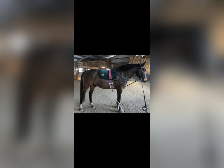 Koń westfalski Wałach 7 lat 164 cm Ciemnogniada in Brilon