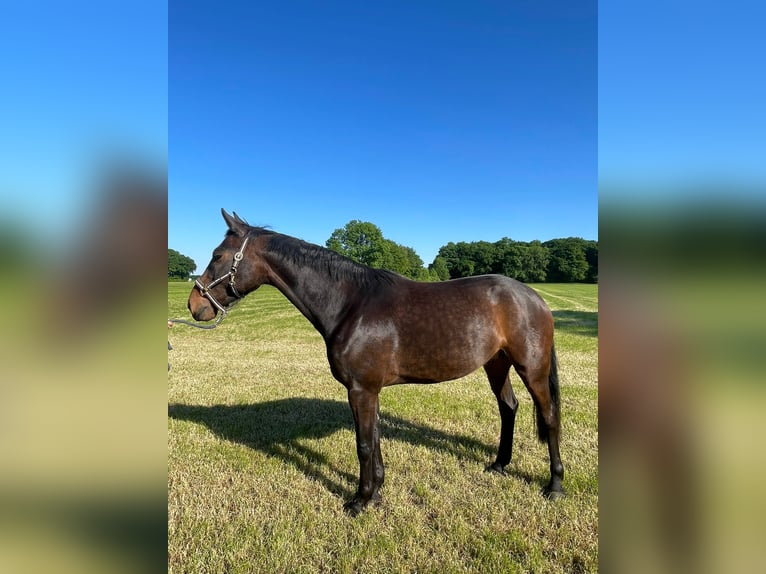 Koń westfalski Wałach 7 lat 165 cm Gniada in Rosendahl