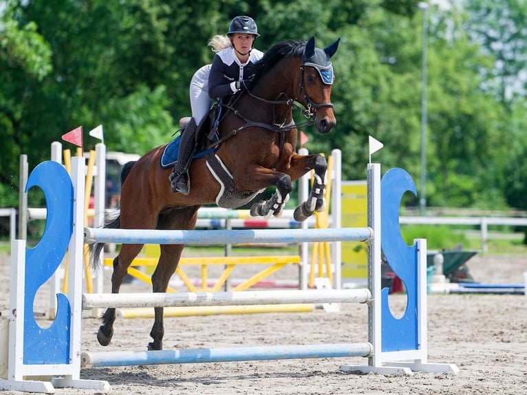 Koń westfalski Wałach 7 lat 166 cm Ciemnogniada in Oberweitersdorf
