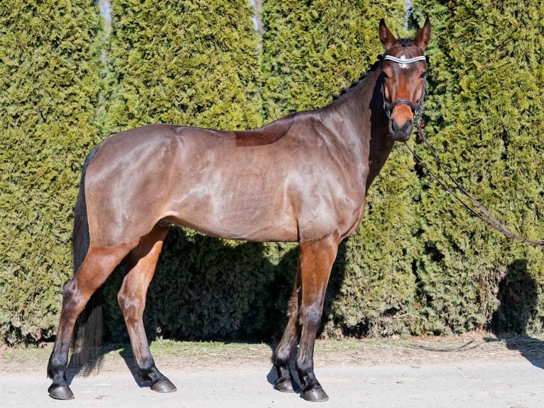 Koń westfalski Wałach 7 lat 166 cm Ciemnogniada in Oberweitersdorf