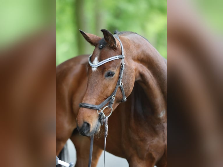 Koń westfalski Wałach 7 lat 166 cm Ciemnogniada in Oberweitersdorf