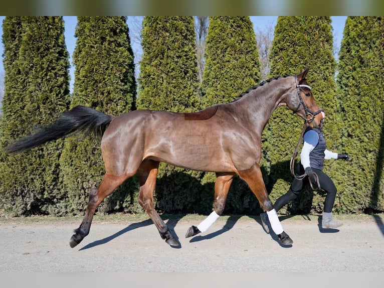 Koń westfalski Wałach 7 lat 166 cm Ciemnogniada in Oberweitersdorf