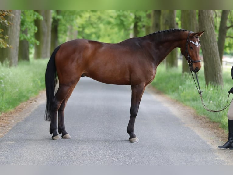 Koń westfalski Wałach 7 lat 166 cm Ciemnogniada in Oberweitersdorf