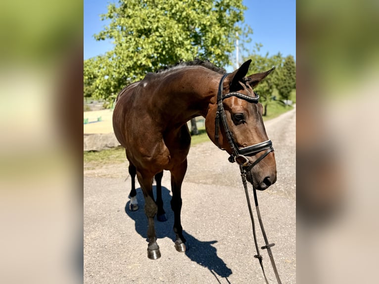 Koń westfalski Wałach 7 lat 166 cm Ciemnogniada in Altusried