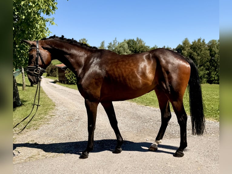 Koń westfalski Wałach 7 lat 166 cm Ciemnogniada in Altusried