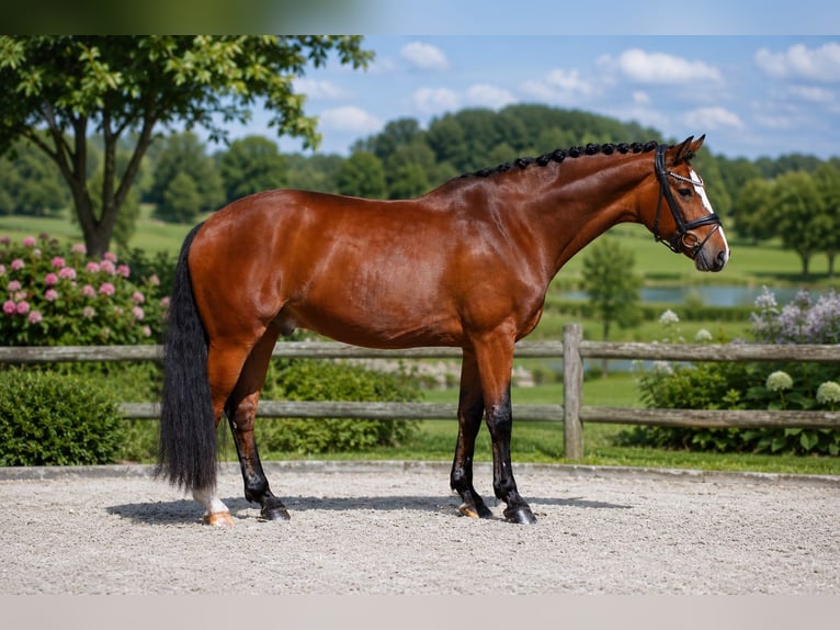 Koń westfalski Wałach 7 lat 166 cm Gniada in Butjadingen