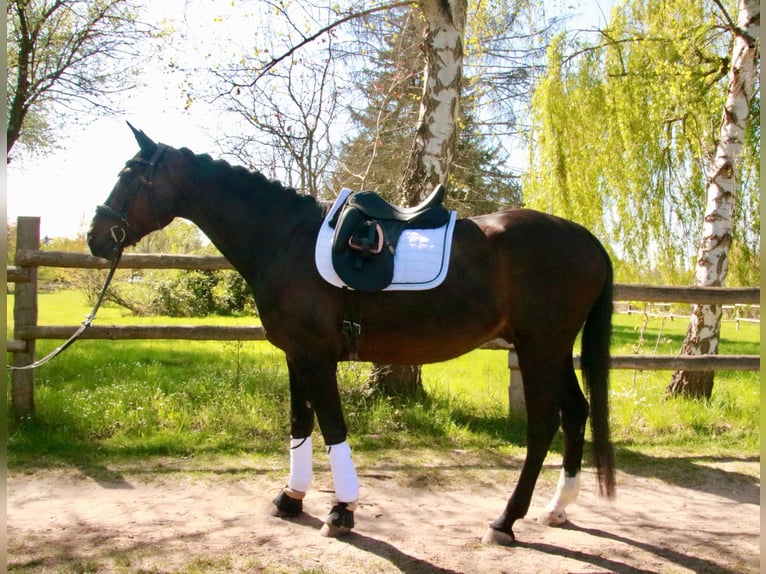 Koń westfalski Wałach 7 lat 167 cm Ciemnokasztanowata in Langen