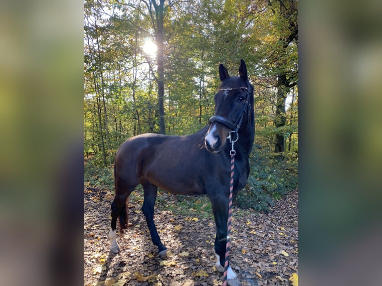 Koń westfalski Wałach 7 lat 167 cm Ciemnokasztanowata in Langen