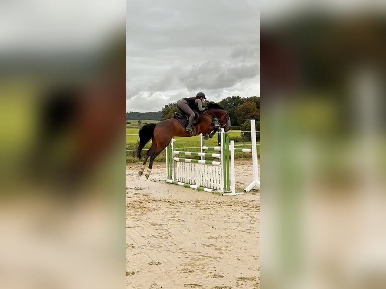 Koń westfalski Wałach 7 lat 167 cm Gniada in Grefrath