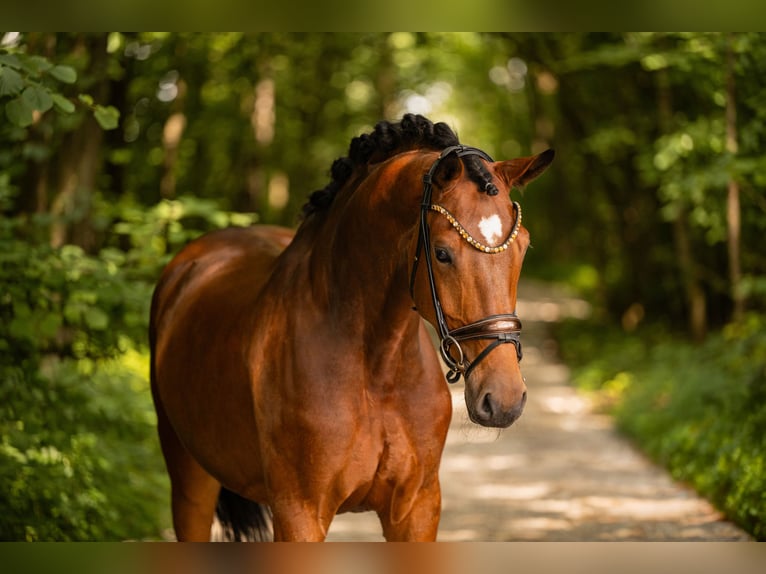 Koń westfalski Wałach 7 lat 167 cm Gniada in Wehringen