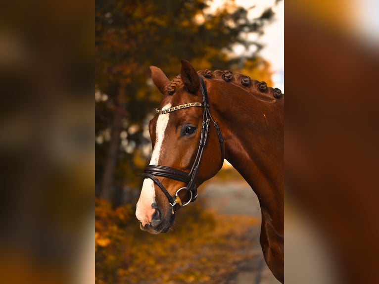 Koń westfalski Wałach 7 lat 168 cm Ciemnokasztanowata in Přelíc