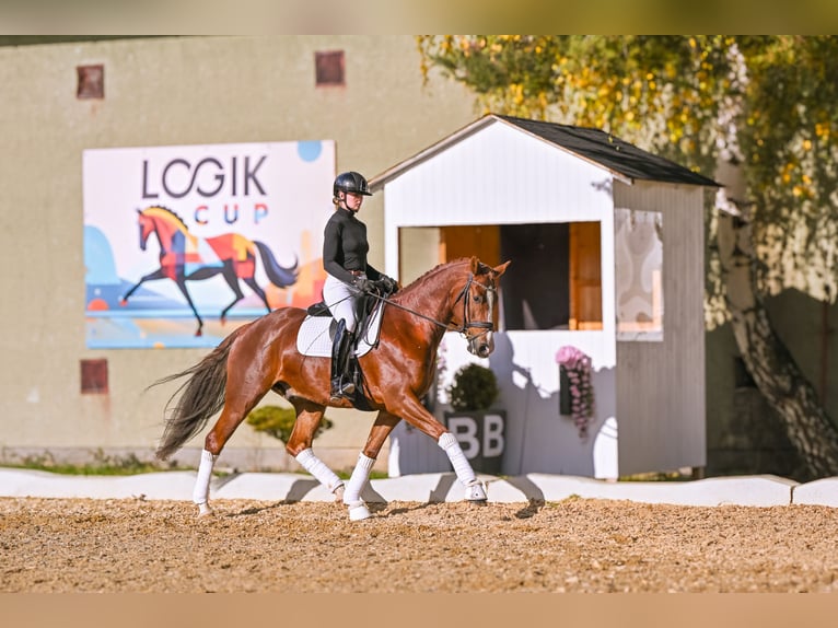 Koń westfalski Wałach 7 lat 168 cm Ciemnokasztanowata in Přelíc