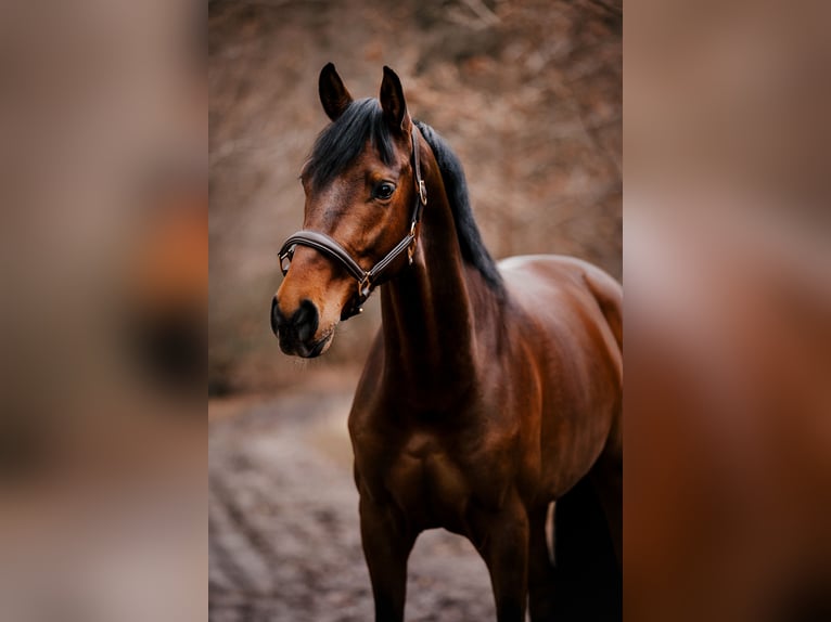 Koń westfalski Wałach 7 lat 168 cm Gniada in Sprockhövel
