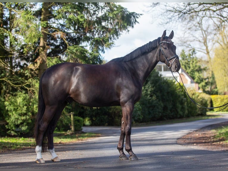 Koń westfalski Wałach 7 lat 169 cm Ciemnokasztanowata in Billerbeck