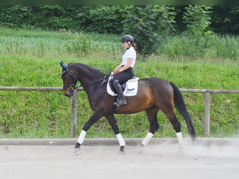Koń westfalski Wałach 7 lat 170 cm Ciemnogniada in Wellheim