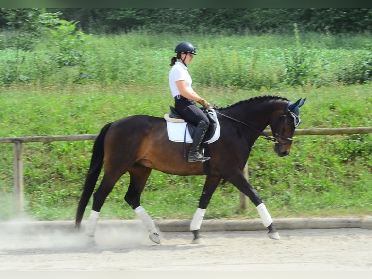 Koń westfalski Wałach 7 lat 170 cm Ciemnogniada in Wellheim