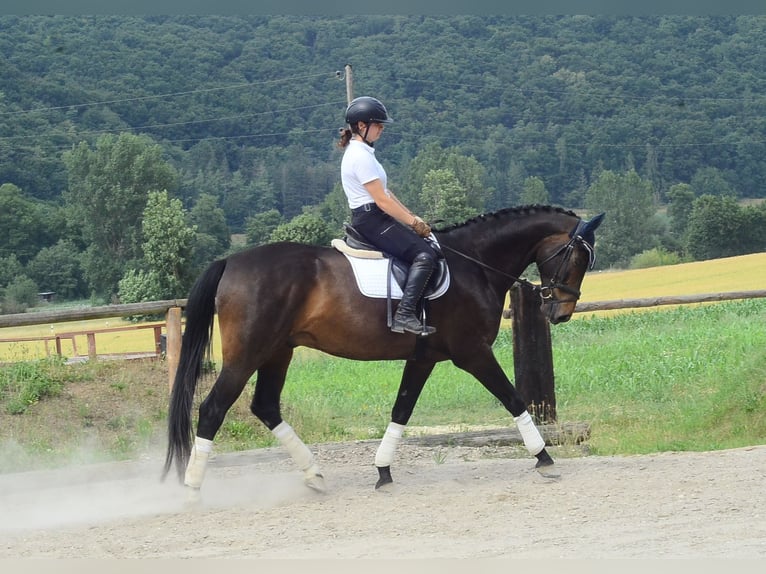 Koń westfalski Wałach 7 lat 170 cm Ciemnogniada in Wellheim