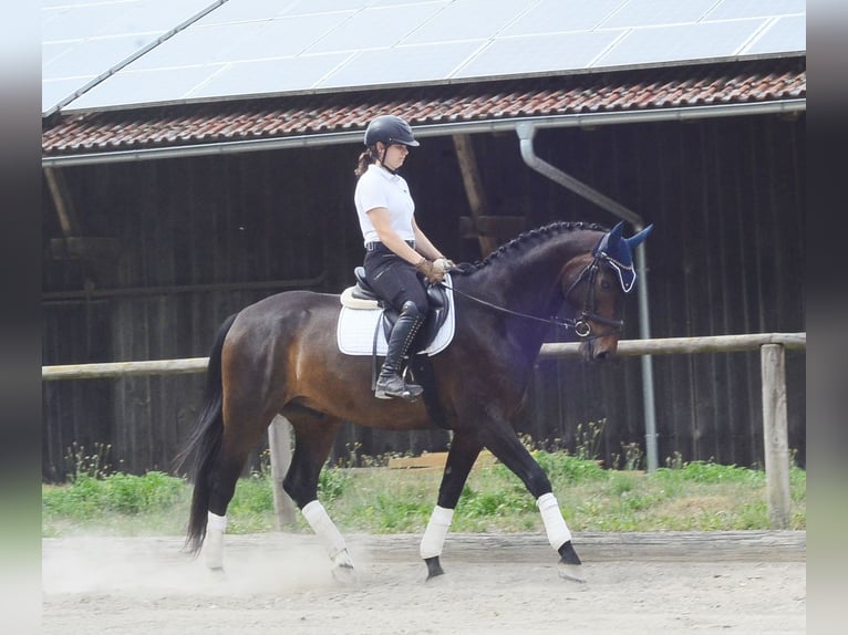 Koń westfalski Wałach 7 lat 170 cm Ciemnogniada in Wellheim