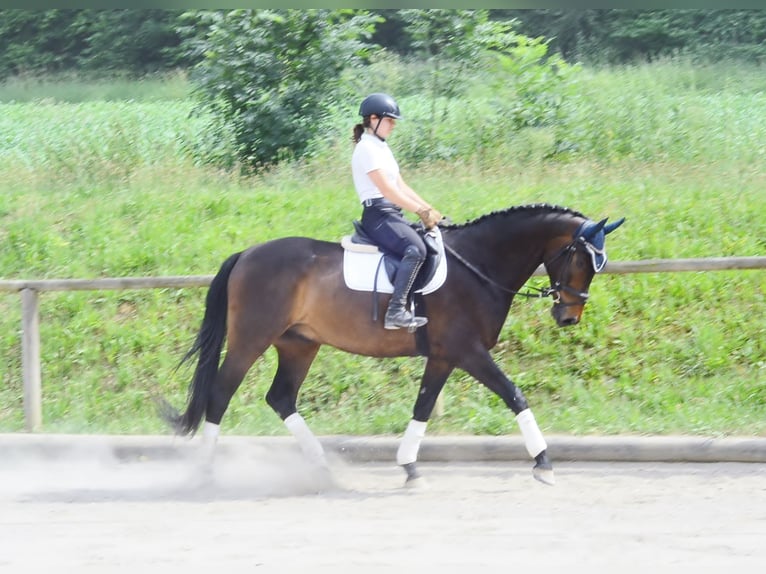 Koń westfalski Wałach 7 lat 170 cm Ciemnogniada in Wellheim