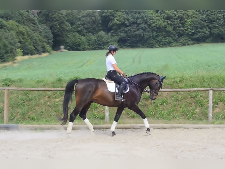 Koń westfalski Wałach 7 lat 170 cm Ciemnogniada in Wellheim