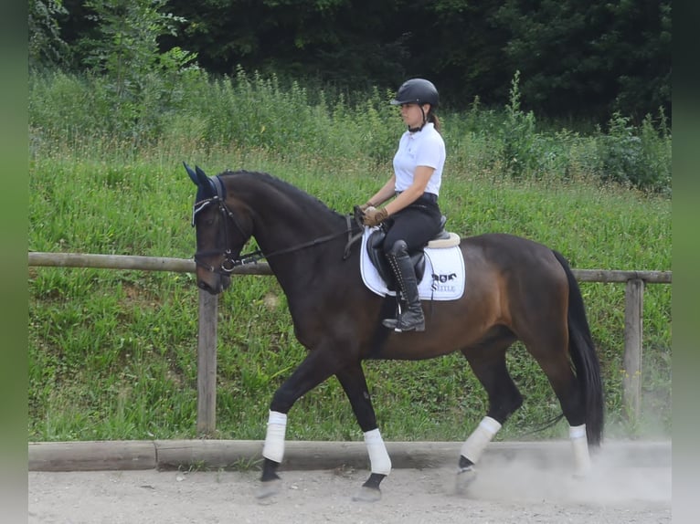 Koń westfalski Wałach 7 lat 170 cm Ciemnogniada in Wellheim
