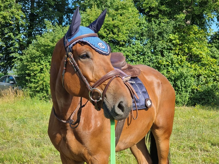 Koń westfalski Wałach 7 lat 170 cm Gniada in Minden