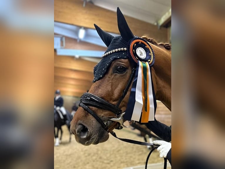Koń westfalski Wałach 7 lat 170 cm Kasztanowata in Ratingen