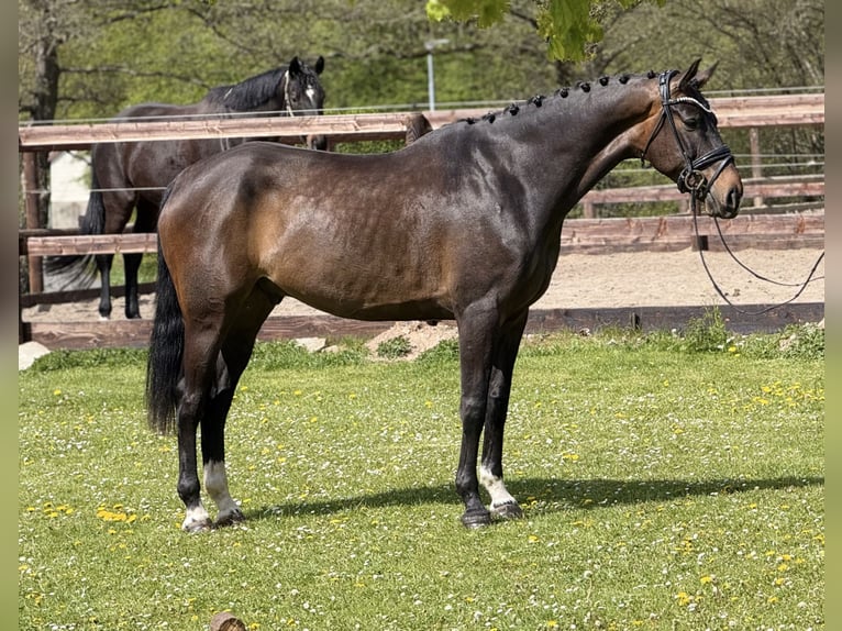 Koń westfalski Wałach 7 lat 171 cm Gniada in Schenklengsfeld