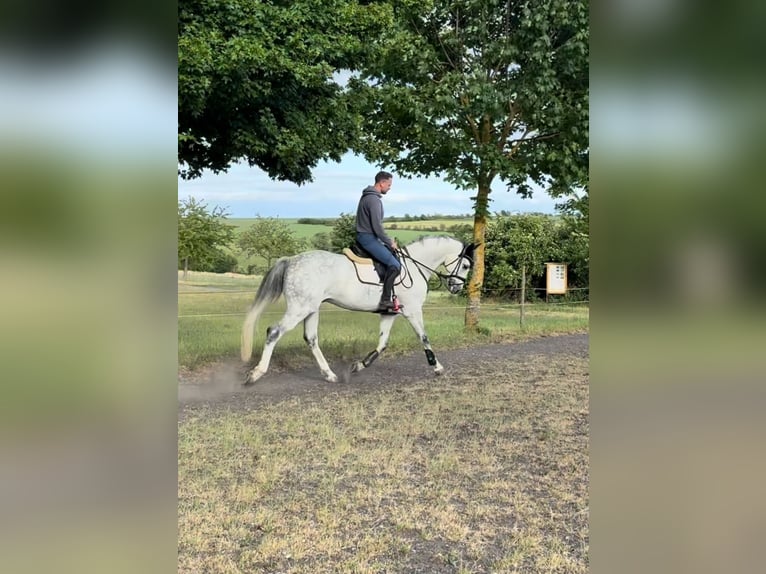 Koń westfalski Wałach 7 lat 171 cm Siwa in Kirchheimbolanden