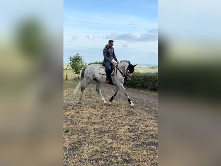 Koń westfalski Wałach 7 lat 171 cm Siwa in Kirchheimbolanden