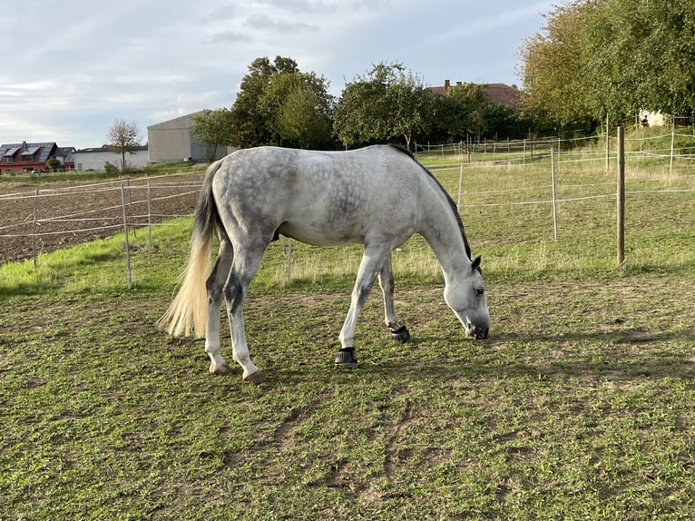 Koń westfalski Wałach 7 lat 171 cm Siwa in Kirchheimbolanden