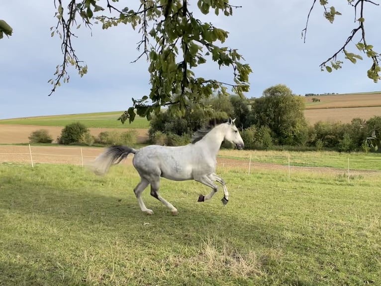 Koń westfalski Wałach 7 lat 171 cm Siwa in Kirchheimbolanden