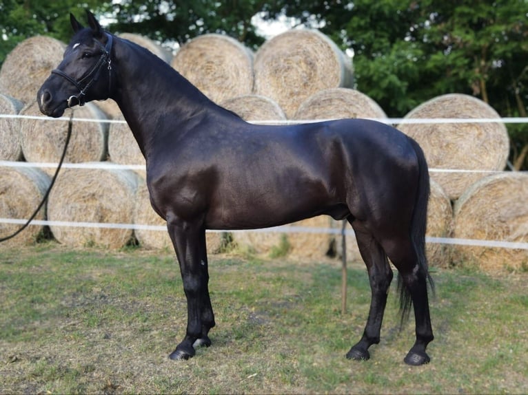 Koń westfalski Mix Wałach 7 lat 172 cm in B&#xE9;k&#xE9;s
