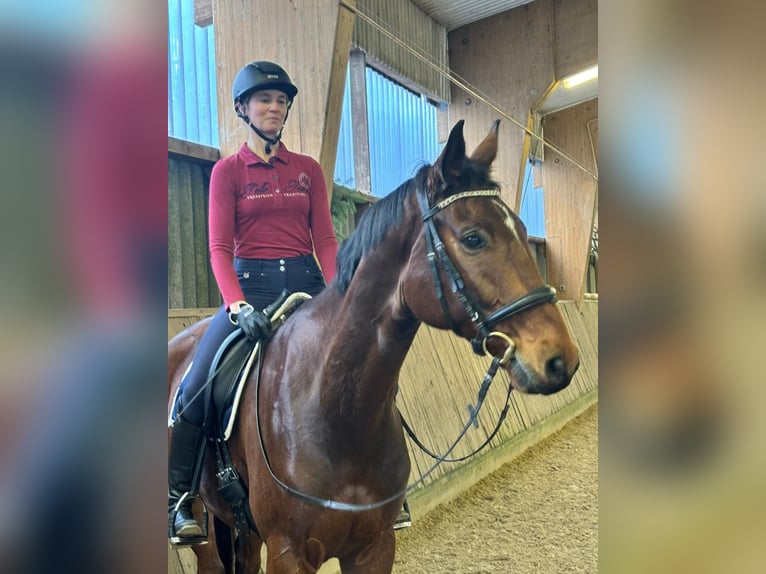 Koń westfalski Wałach 7 lat 173 cm Gniada in Wuppertal