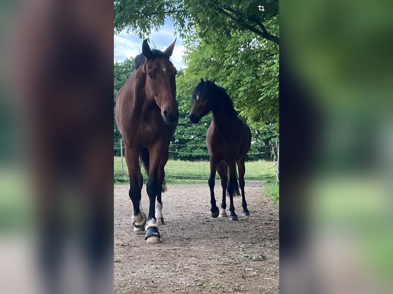 Koń westfalski Wałach 7 lat 173 cm Gniada in Wuppertal