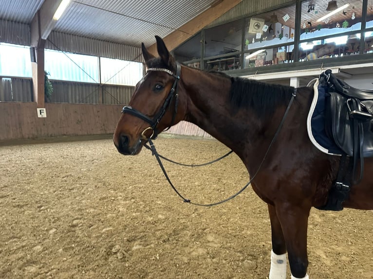 Koń westfalski Wałach 7 lat 173 cm Gniada in Wuppertal