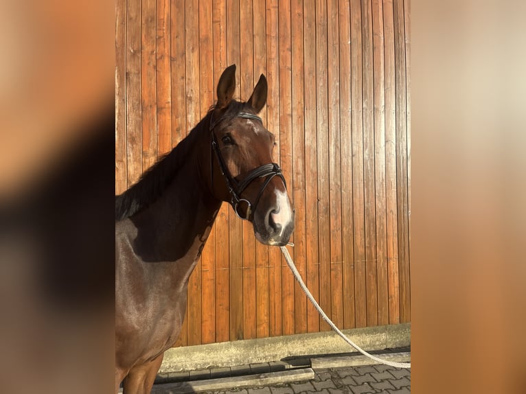 Koń westfalski Wałach 7 lat 173 cm Gniada in Sendenhorst