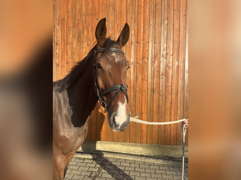 Koń westfalski Wałach 7 lat 173 cm Gniada in Sendenhorst