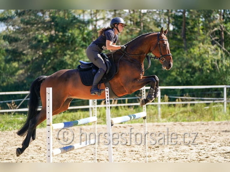 Koń westfalski Wałach 7 lat 173 cm Gniada in Tabor