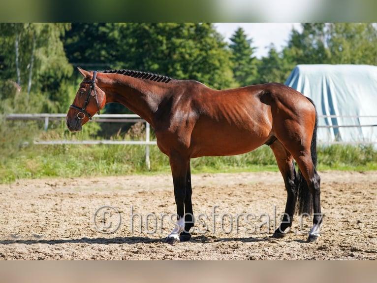 Koń westfalski Wałach 7 lat 173 cm Gniada in Tabor